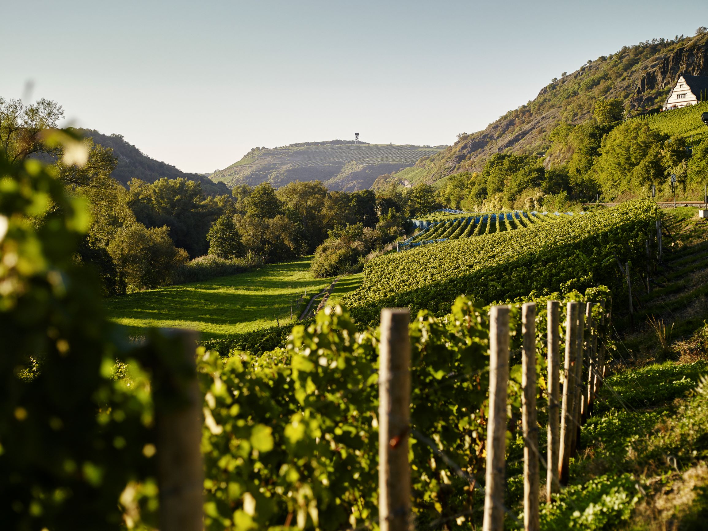 Vineyard Close up