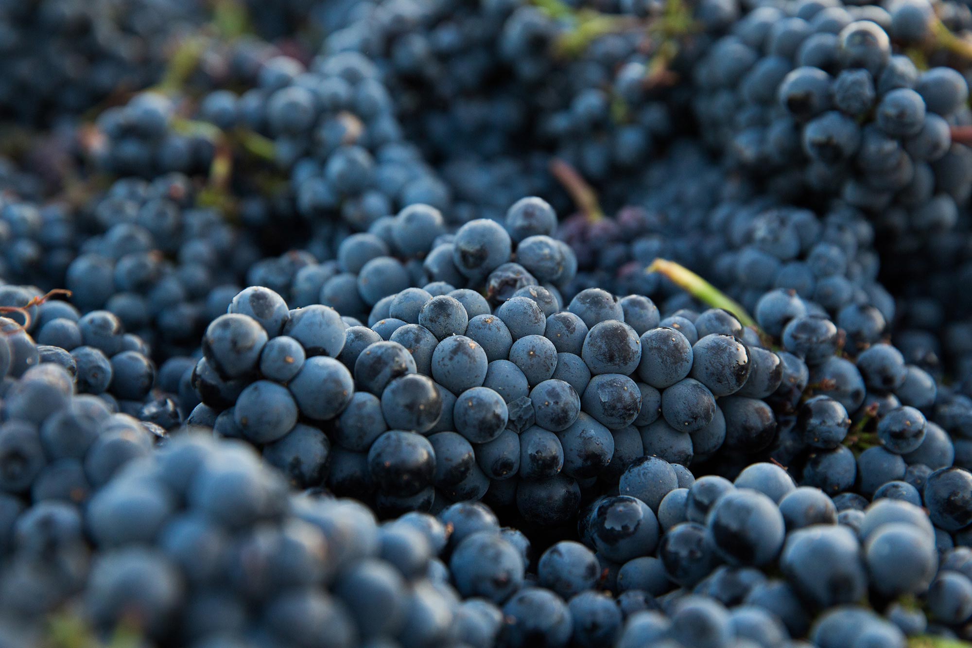 Pinot Noir