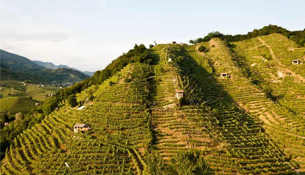 Bisol Prosecco vineyard