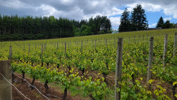 Jessie James Vineyard in Oregon