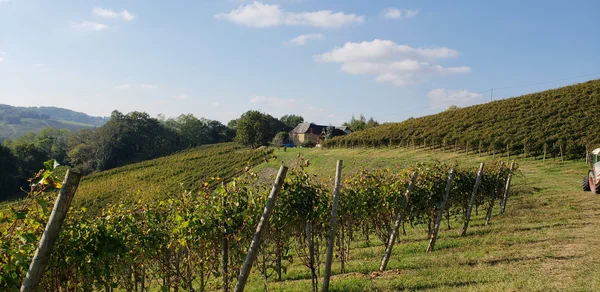 Jurançon vineyard in Southwest France