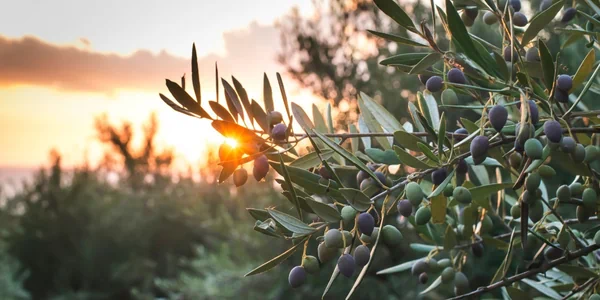 Olivier's vineyard in Bandol, Provence