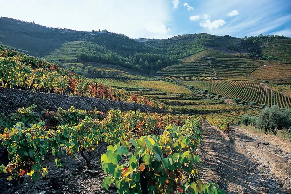 Quinta de Cavadinha vineyard
