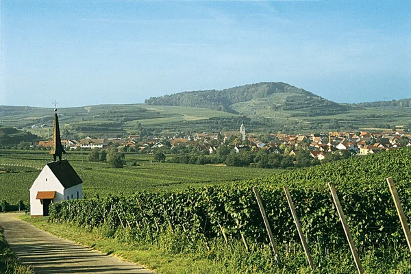 Reben Eichert vineyard