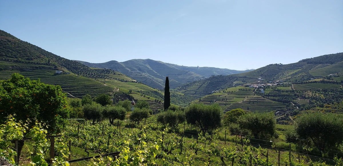 Panorama of the terraced vineyards of Portugal's Douro Valley
