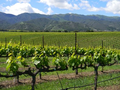 Monterey County vineyard landscape
